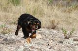 CAVALIER KING CHARLES 056